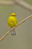 Blue-winged Warbler, Vermivora cyanoptera
