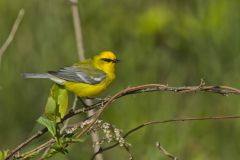 Blue-winged Warbler, Vermivora cyanoptera