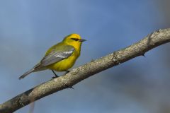 Blue-winged Warbler, Vermivora cyanoptera