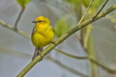 Blue-winged Warbler, Vermivora cyanoptera