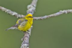 Blue-winged Warbler, Vermivora cyanoptera