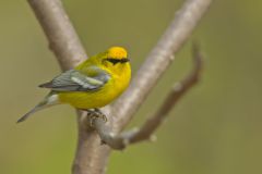 Blue-winged Warbler, Vermivora cyanoptera