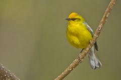 Blue-winged Warbler, Vermivora cyanoptera