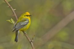 Blue-winged Warbler, Vermivora cyanoptera
