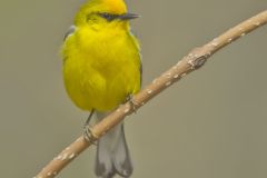 Blue-winged Warbler, Vermivora cyanoptera