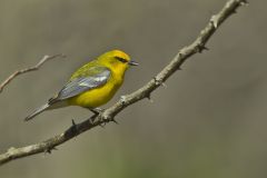 Blue-winged Warbler, Vermivora cyanoptera