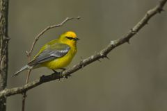 Blue-winged Warbler, Vermivora cyanoptera