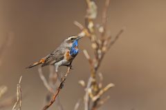 Bluethroat, Luscinia svecica