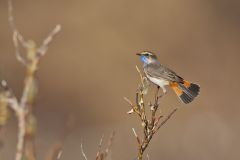 Bluethroat, Luscinia svecica