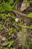 Bluntleaf Sandwort, Moehringia lateriflora