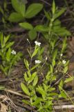 Bluntleaf Sandwort, Moehringia lateriflora