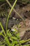 Bluntleaf Sandwort, Moehringia lateriflora