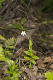 Bluntleaf Sandwort, Moehringia lateriflora