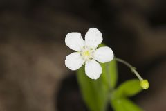 Bluntleaf Sandwort, Moehringia lateriflora
