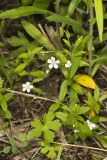 Bluntleaf Sandwort, Moehringia lateriflora