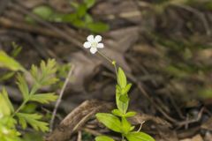 Bluntleaf Sandwort, Moehringia lateriflora