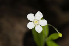 Bluntleaf Sandwort, Moehringia lateriflora