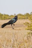 Boat-tailed Grackle, Quiscalus major