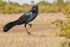 Boat-tailed Grackle