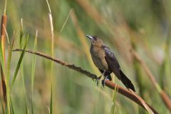 Boat-tailed Grackle, Quiscalus major