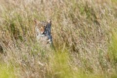 Felidae-Cats