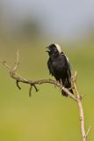 Bobolink, Dolichonyx oryzivorus