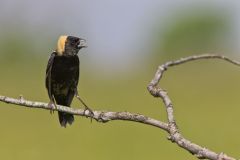 Bobolink, Dolichonyx oryzivorus