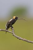 Bobolink, Dolichonyx oryzivorus