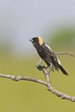 Bobolink, Dolichonyx oryzivorus