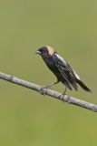 Bobolink, Dolichonyx oryzivorus