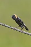 Bobolink, Dolichonyx oryzivorus
