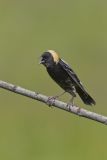 Bobolink, Dolichonyx oryzivorus
