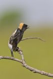 Bobolink, Dolichonyx oryzivorus