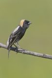 Bobolink, Dolichonyx oryzivorus
