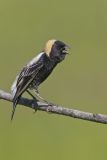 Bobolink, Dolichonyx oryzivorus