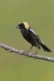 Bobolink, Dolichonyx oryzivorus