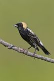 Bobolink, Dolichonyx oryzivorus
