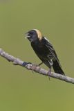 Bobolink, Dolichonyx oryzivorus