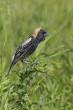 Bobolink, Dolichonyx oryzivorus