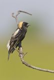Bobolink, Dolichonyx oryzivorus