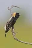 Bobolink, Dolichonyx oryzivorus