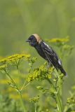 Bobolink, Dolichonyx oryzivorus
