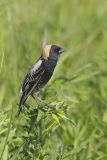 Bobolink, Dolichonyx oryzivorus