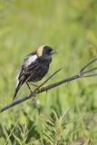 Bobolink, Dolichonyx oryzivorus