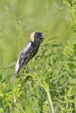 Bobolink, Dolichonyx oryzivorus
