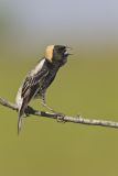 Bobolink, Dolichonyx oryzivorus