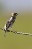Bobolink, Dolichonyx oryzivorus