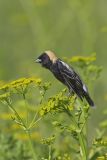 Bobolink, Dolichonyx oryzivorus