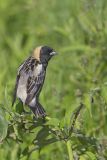 Bobolink, Dolichonyx oryzivorus