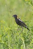 Bobolink, Dolichonyx oryzivorus